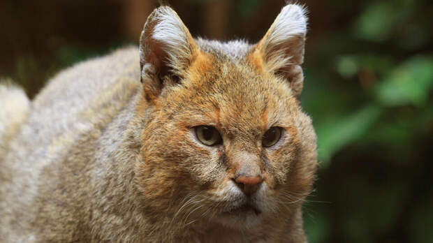 Сайты по продаже камышового кота запретили в России