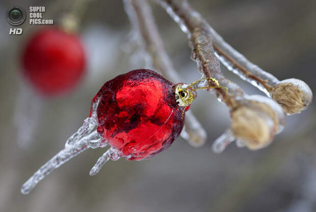 Канада. Торонто, Онтарио. 22 декабря. Рождественские игрушки, покрытые изморозью, на дереве в саду. (REUTERS/Bob Strong)