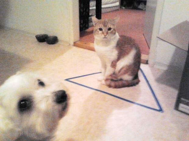 Поймай питомца в ловушку