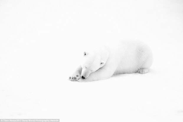 Белое на белом: самец белого медведя, заснувший в снегу искусство, конкурс, красота, фото