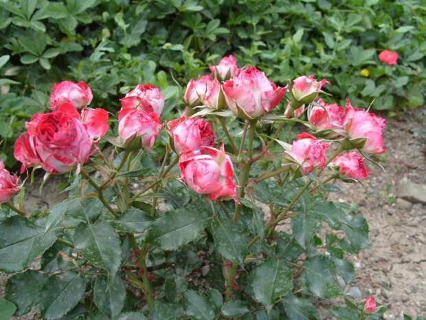 Миниатюрная роза сорт Гранатовый Браслет