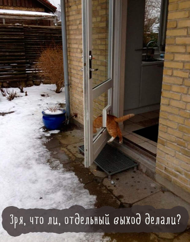 кошка застряла в двери