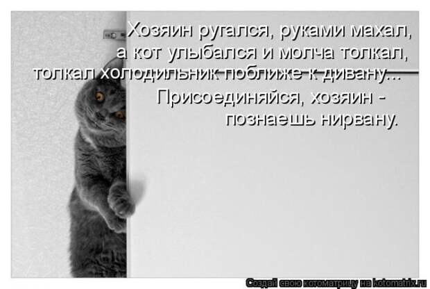 Лучшие котоматрицы недели (50 фото)