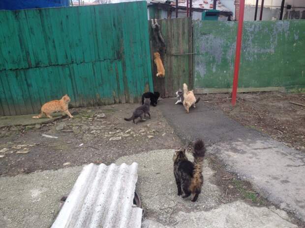 Очень колоритные уличные коты коты, окраины, улица, эстетика