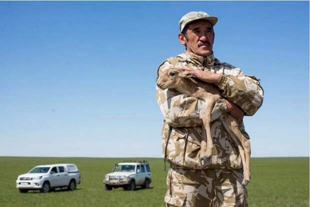 В Казахстане браконьеры забили инспектора, охранявшего сайгу