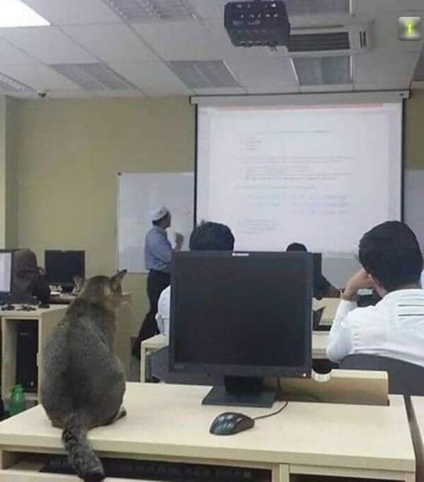 Кот, который ходит на пары Кот, который ходит на пары