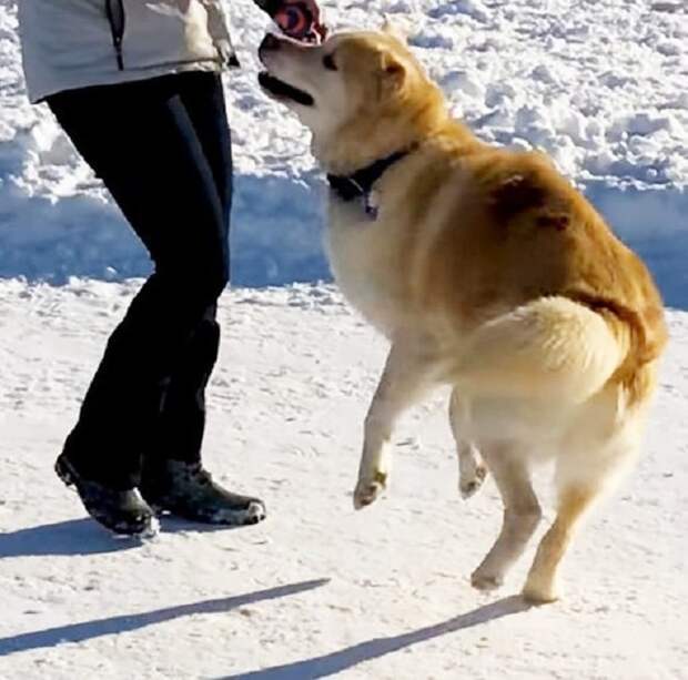 Собака играет