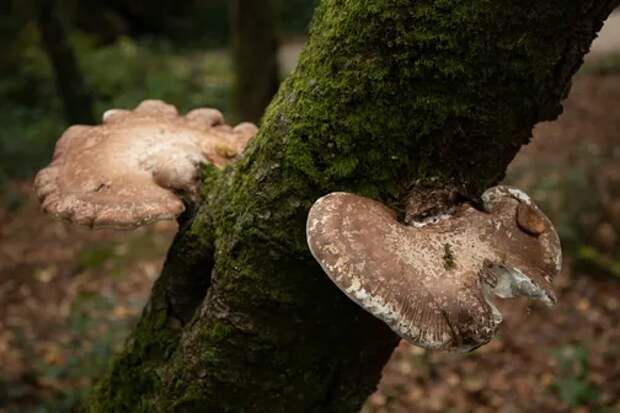 Зомбируют и вызывают радиацию: 8 фактов о грибах, которые вызывают шок