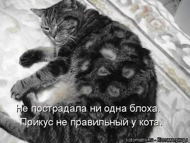 Котоматрица: Прикус не правильный у кота. Не пострадала ни одна блоха.