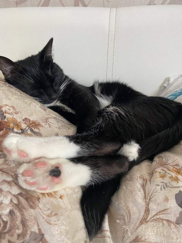 кошка на диване