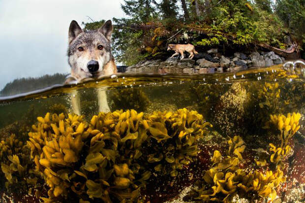 Прибрежные волки охотятся на лосося и морских котиков. Фото: Ian McAllister.