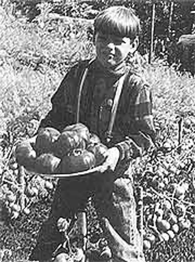 ЗЕМЛЯ-КОРМИЛИЦА   Мой метод выращивания томатов без полива А.А. КАЗАРИН