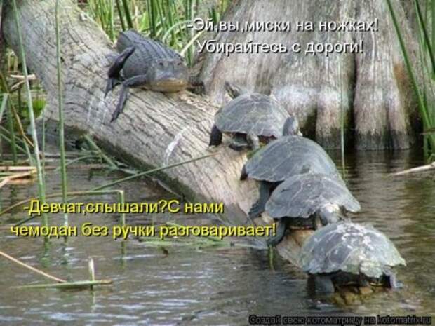 Сборник весёлых котоматриц (35 шт)