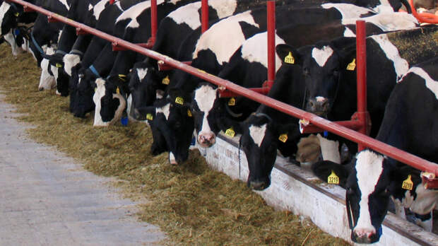 Карантин и забой скота не коснулись племзавода депутата от «Единой России»