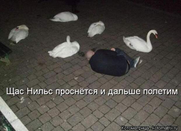 Котоматрицы (картинки с надписями)