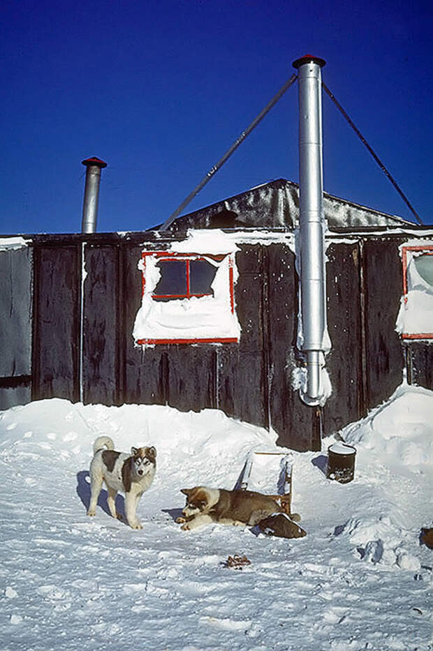 Ездовые собаки в Антарктиде, 1970-е.