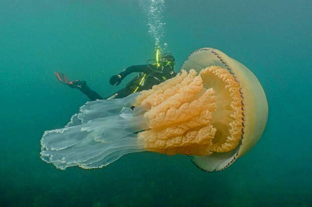 медузу