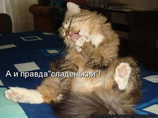 Котоматрицы(картинки с надписями)