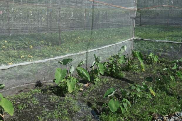 В 2026 году на нацпроект по продовольственной безопасности выделят 19,8 млрд рублей