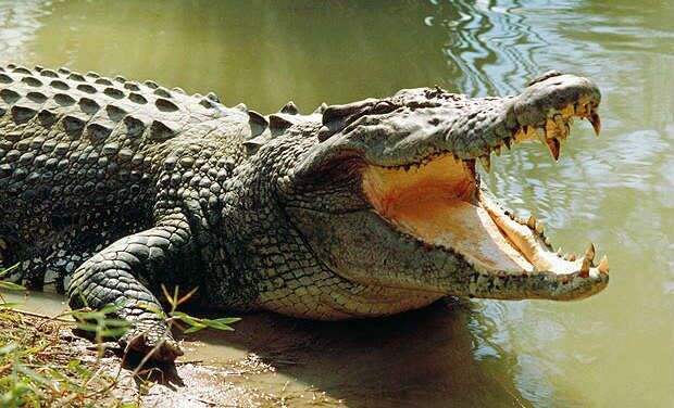 crocodile-ap-0702.jpg
