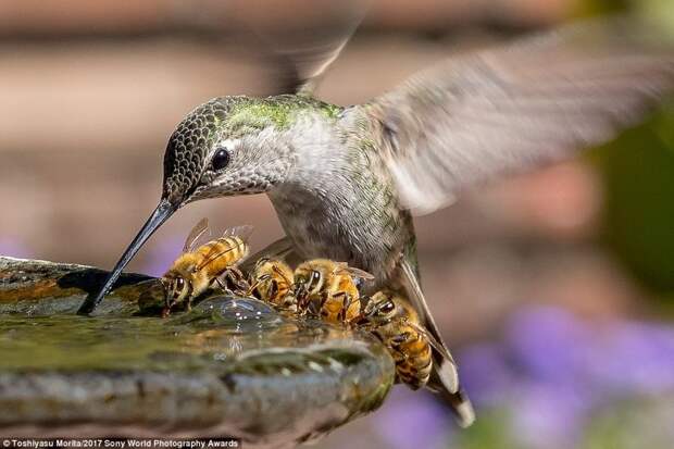 Водяное перемирие. Колибри и пчелы пьют из фонтанчика в жаркий день в Калифорнии искусство, конкурс, красота, фото