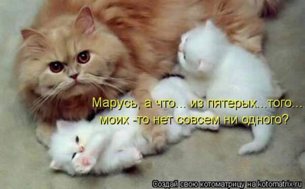 Котоматрицы(картинки с подписями)