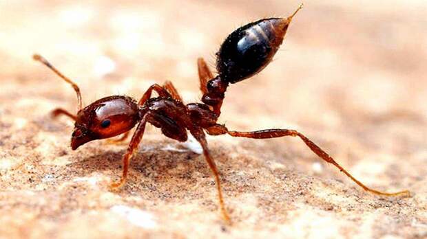 Фотография: 25 самых опасных насекомых на планете №22 - BigPicture.ru