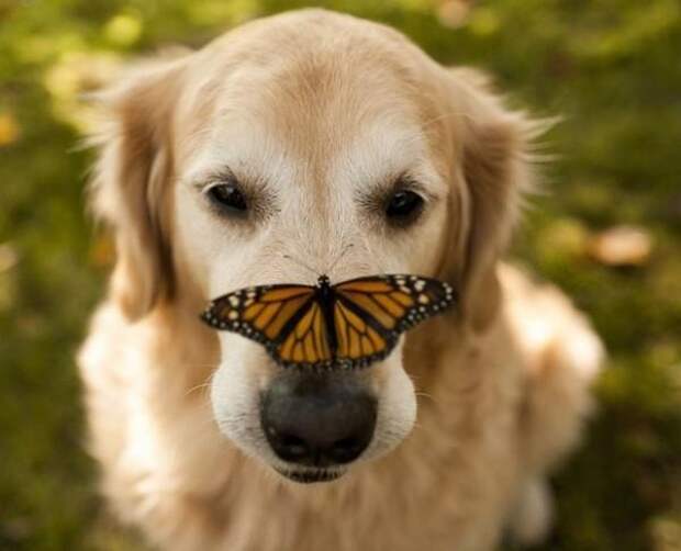 Бабочки и животные. Удивительно красивая серия снимков (ФОТО)