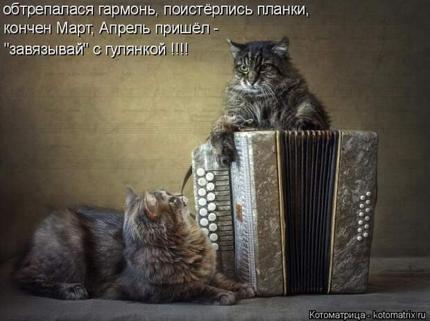 Котоматрица: обтрепалася гармонь, поистёрлись планки, кончен Март, Апрель пришёл - "завязывай" с гулянкой !!!!