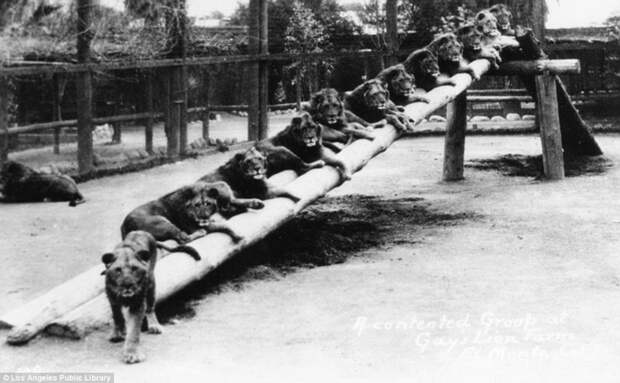 Знаменитая "голливудская львиная ферма": архивные фотографии 1925 - 1942 гг архивные снимки, архивные фото, дрессированные, дрессировщик, лев, львы, сша