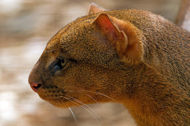 jaguarundi