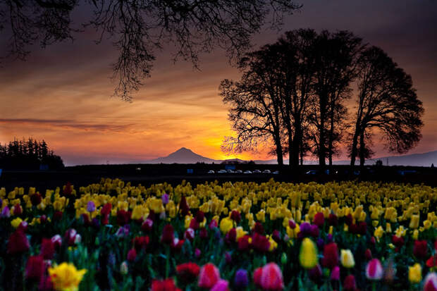 tulips04 Самые яркие тюльпаны со всего света