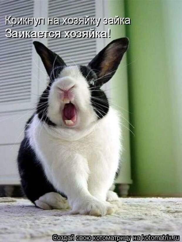Котоматрицы(картинки с надписями)