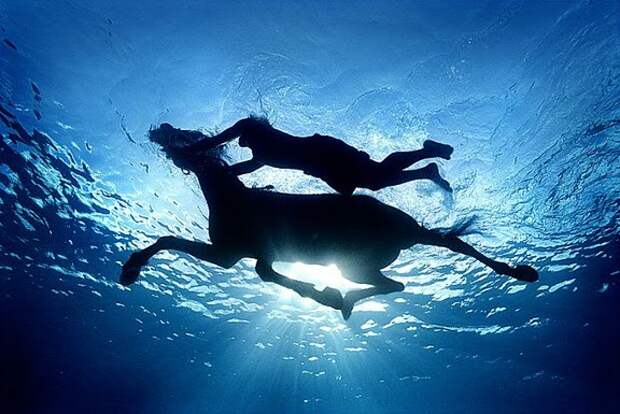 Умеют ли лошади плавать? Как научить лошадь плавать?