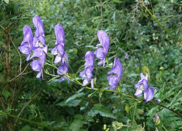800px-Aconitum_variegatum_110807