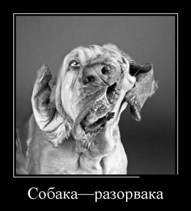 Демотиваторы (15 фото)