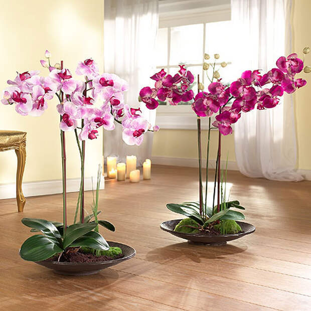 Как разместить орхидею в интерьере