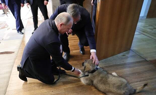 Овчарка для Путина — это намек
