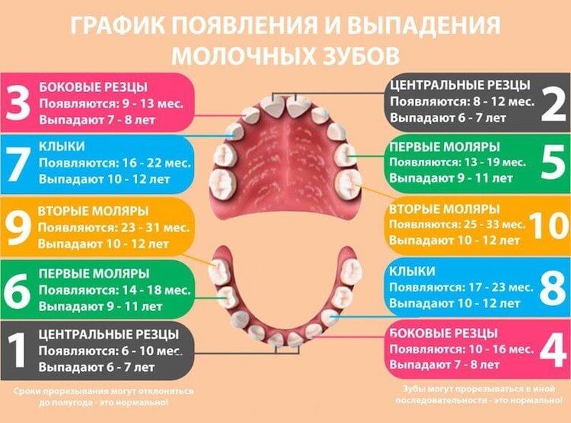 Зачем нужны молочные зубы и как они растут