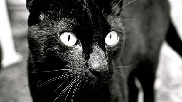 Картинки по запросу черная кошка