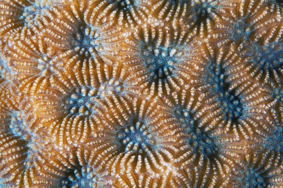 Corals11 Corals11 Макрофотографии кораллов