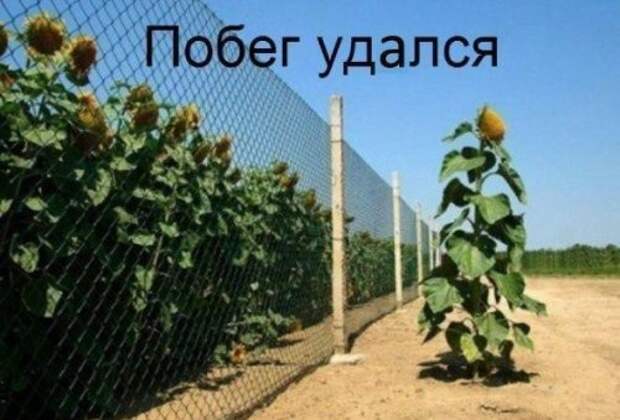 Новый сборник фотомемов (31 шт)