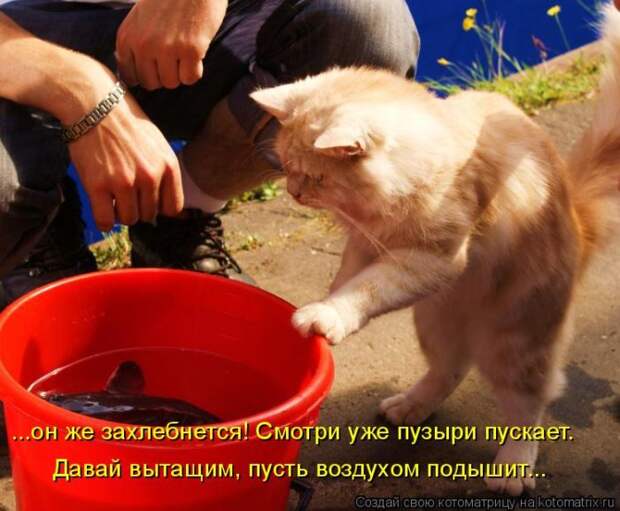 Лучшие котоматрицы недели (50 фото)