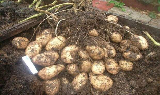 c678619c053a59e13296dd59175583b1-album-vegetables-garden-640x381