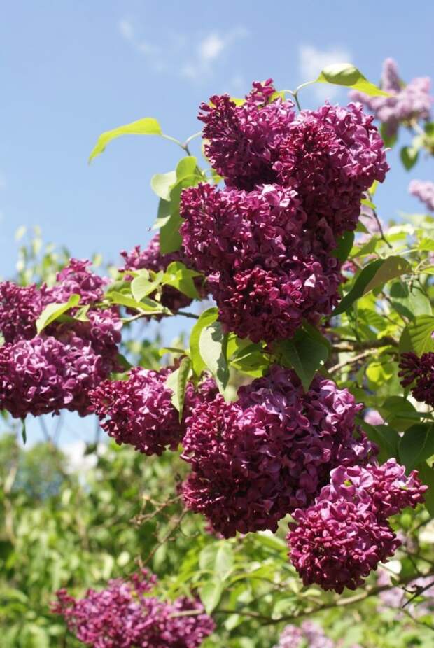 Сирень гиацинтовая «Леди Линдсей» (Syringa hyacinthiflora 'Lady Lindsay') Сирень гиацинтовая «Леди Линдсей» (Syringa hyacinthiflora 'Lady Lindsay')