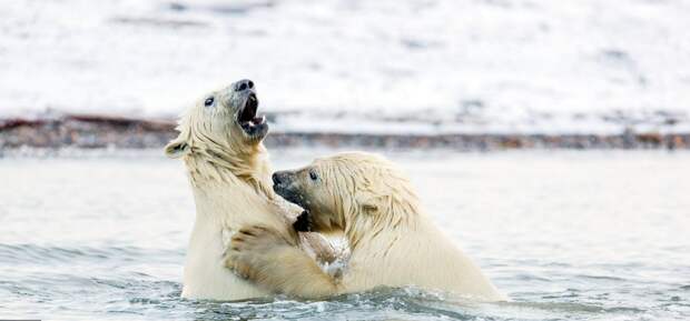 Кажется, братья устроили тренировочный бой  аляска, животные, полярный медведь