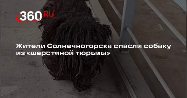 Жители Солнечногорска спасли собаку из «шерстяной тюрьмы»