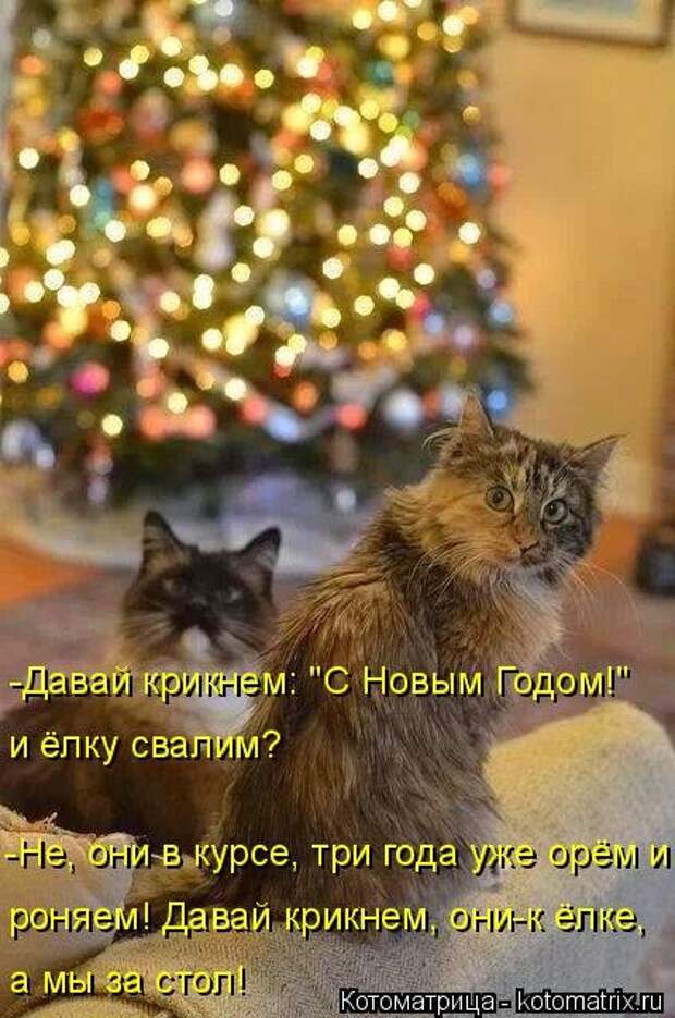 Котоматрица новая и прикольная (37 фото)