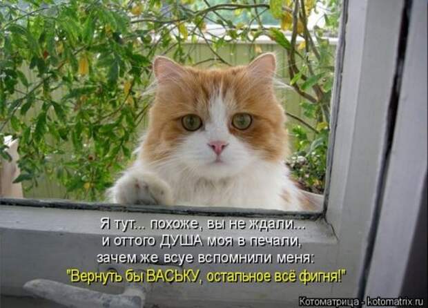 Свежая котоматрица для настроения (32 фото)