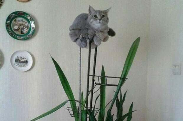 Расцвел цветочек. | Фото: CutesyPooh. Расцвел цветочек Фото CutesyPooh